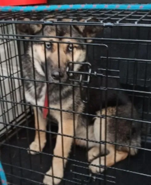Znaleziono psa, Radom, 14 grudnia 2019