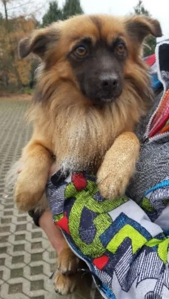 Znaleziono psa, Radom, 26 listopada 2019