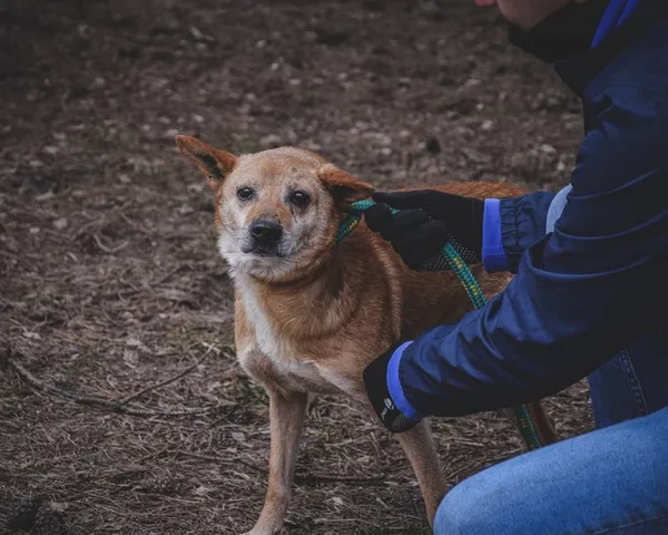 Pies do adopcji, Radom, 8 stycznia 2021