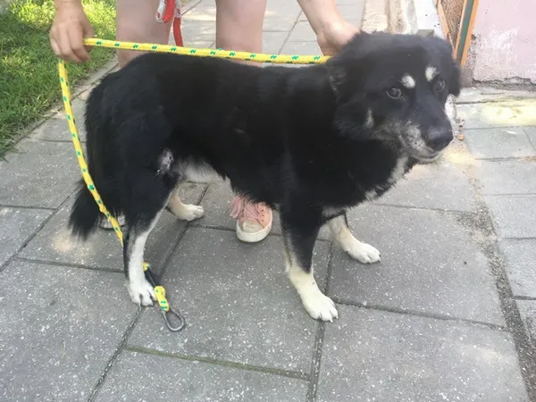 Pies do adopcji, Radom, 7 czerwca 2019