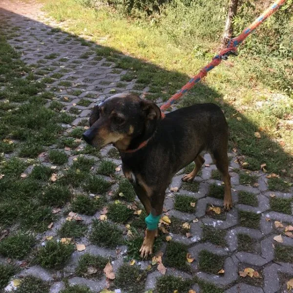 Pies do adopcji, Radom, 21 sierpnia 2018