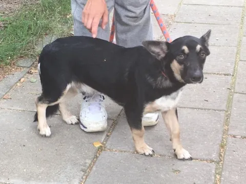 Pies do adopcji, Radom, 4 sierpnia 2018