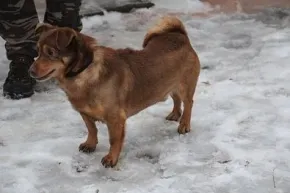 Pies do adopcji, Oborniki, 29 grudnia 2021 (1/4)