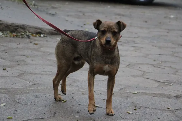 Pies do adopcji, Oborniki, 5 listopada 2021 (2/5)