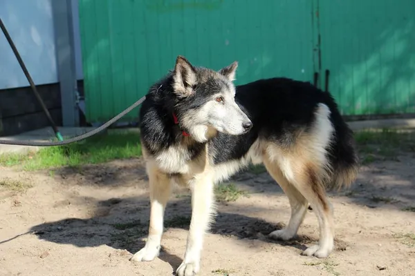 Pies do adopcji, Oborniki, 2 września 2021 (2/5)