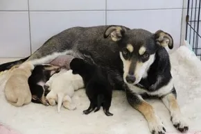 Pies do adopcji, Oborniki, 10 czerwca 2021 (1/4)