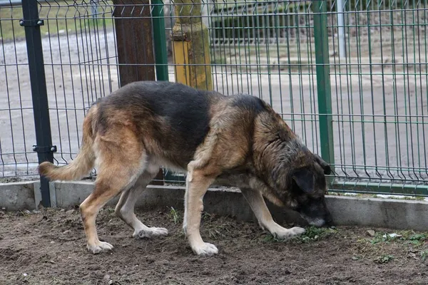 Pies do adopcji, Oborniki, 8 grudnia 2020 (2/5)