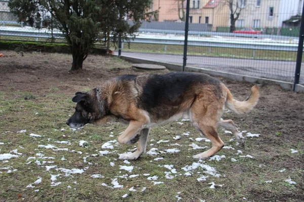 Pies do adopcji, Oborniki, 8 grudnia 2020 (3/5)