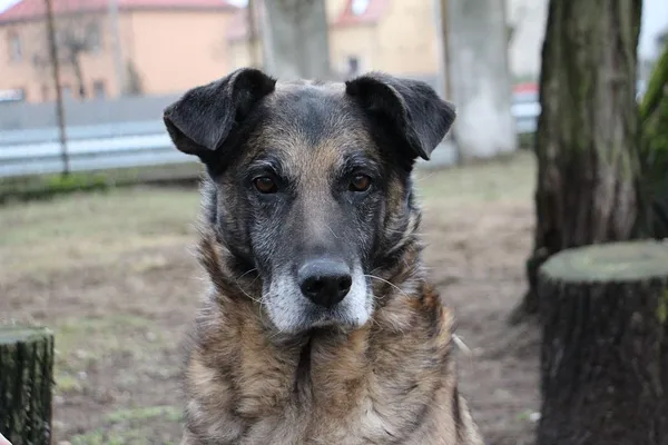 Pies do adopcji, Oborniki, 8 grudnia 2020 (5/5)