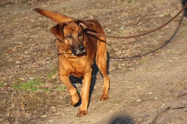 Pies do adopcji, Oborniki, 5 listopada 2019 (4/5)