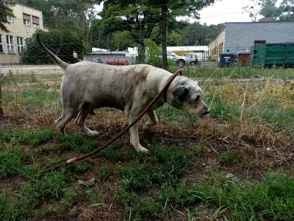 Pies do adopcji, Oborniki, 16 lipca 2019 (5/5)