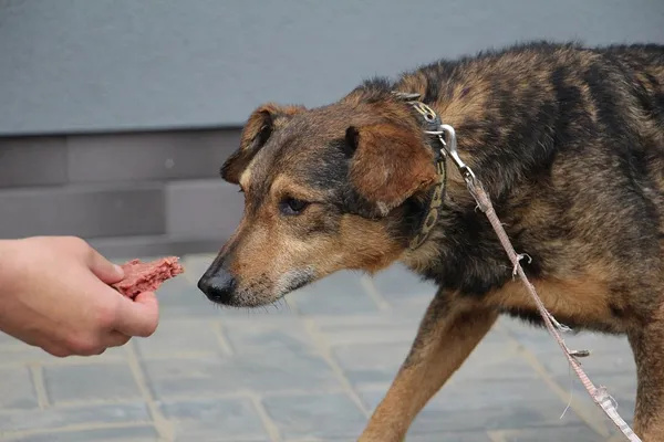 Pies do adopcji, Oborniki, 2 stycznia 2019 (4/5)