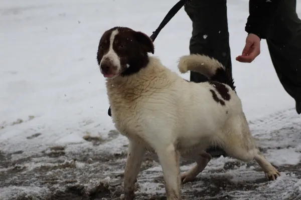 Pies do adopcji, Oborniki, 14 stycznia 2019 (4/5)