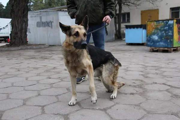 Pies do adopcji, Oborniki, 15 listopada 2018 (2/5)