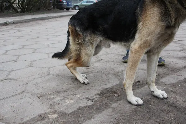 Pies do adopcji, Oborniki, 15 listopada 2018 (3/5)