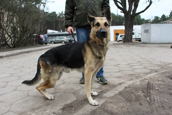 Pies do adopcji, Oborniki, 15 listopada 2018 (5/5)