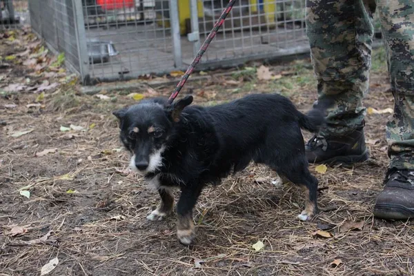 Pies do adopcji, Oborniki, 27 października 2018 (2/5)