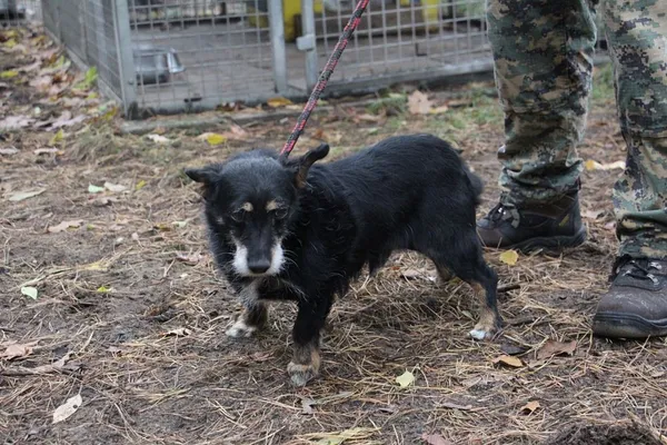 Pies do adopcji, Oborniki, 27 października 2018 (3/5)