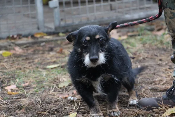 Pies do adopcji, Oborniki, 27 października 2018 (4/5)