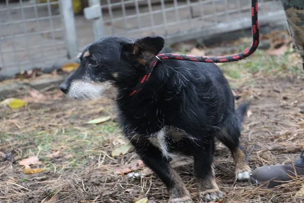 Pies do adopcji, Oborniki, 27 października 2018 (5/5)