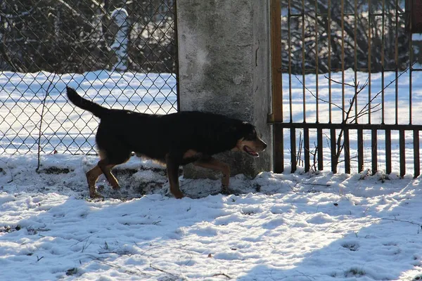 Pies do adopcji, Oborniki, 6 stycznia 2016 (5/5)