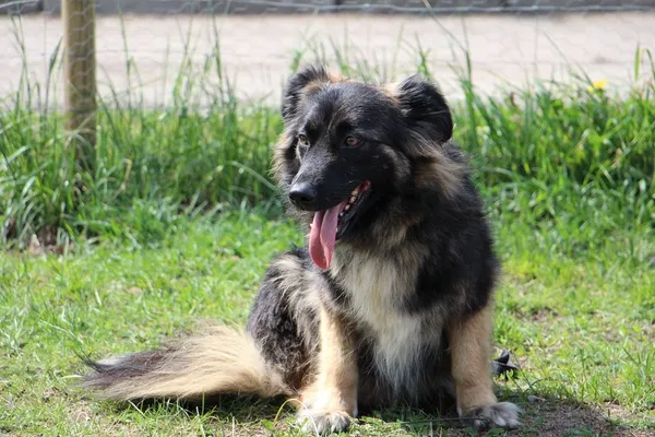 Pies do adopcji, Oborniki, 23 lipca 2015 (2/5)