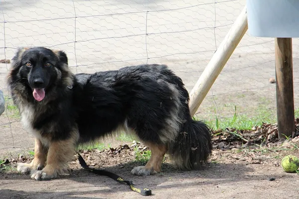 Pies do adopcji, Oborniki, 23 lipca 2015 (5/5)