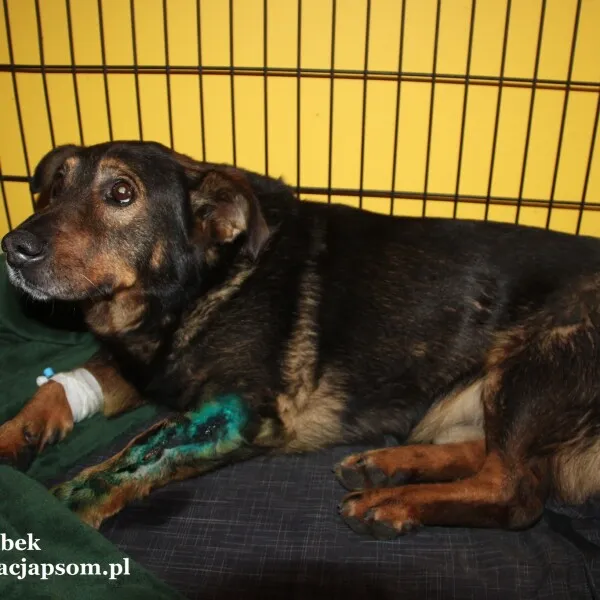 Pies do adopcji, Nowy Dwór Mazowiecki, 8 listopada 2022 (1/4)