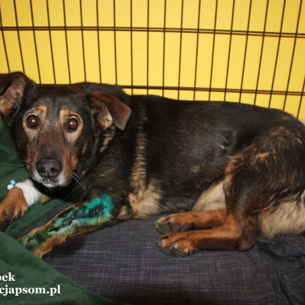 Pies do adopcji, Nowy Dwór Mazowiecki, 8 listopada 2022 (4/4)