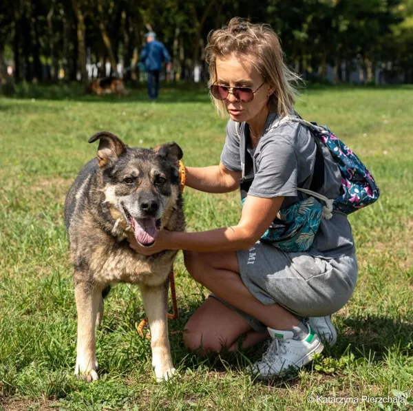 Pies do adopcji, Radom, 6 października 2026 (2/5)