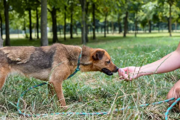 Pies do adopcji, Radom, 4 października 2024 (4/5)