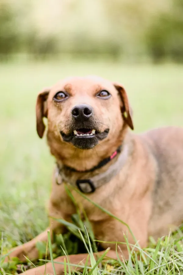 Pies do adopcji, Radom, 21 września 2025 (2/5)