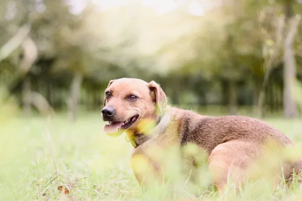 Pies do adopcji, Radom, 21 września 2025 (4/5)