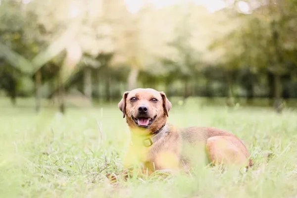 Pies do adopcji, Radom, 21 września 2025 (5/5)