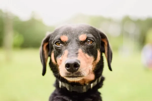 Pies do adopcji, Radom, 21 września 2025 (1/5)