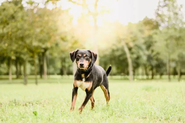 Pies do adopcji, Radom, 21 września 2025 (2/5)