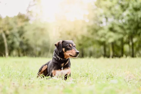 Pies do adopcji, Radom, 21 września 2025 (3/5)