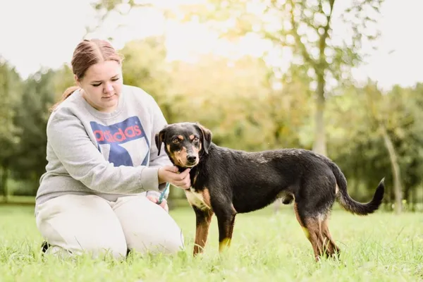 Pies do adopcji, Radom, 21 września 2025 (4/5)