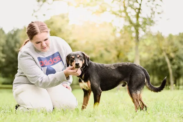 Pies do adopcji, Radom, 21 września 2025 (5/5)