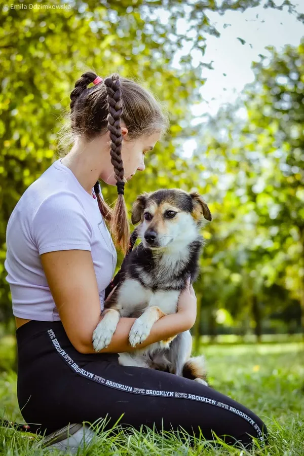 Pies do adopcji, Radom, 4 października 2024 (4/5)