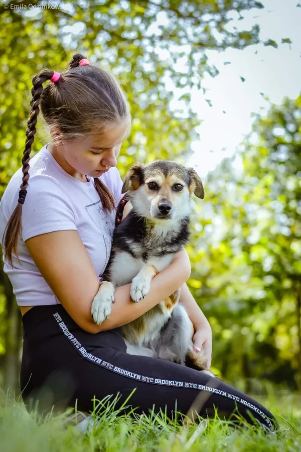 Pies do adopcji, Radom, 4 października 2024 (5/5)