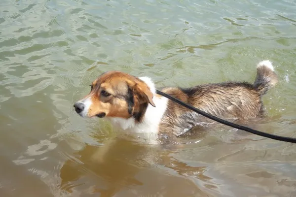 Pies do adopcji, Radom, 17 lipca 2025 (3/5)