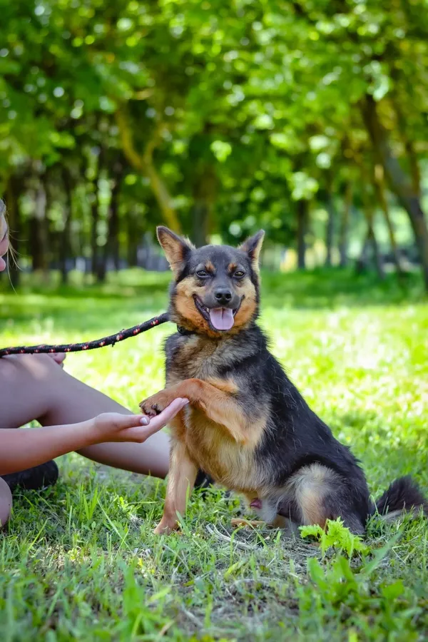 Pies do adopcji, Radom, 13 września 2024 (3/5)