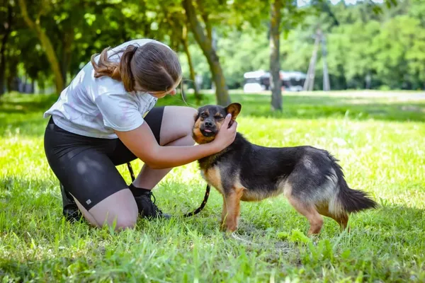 Pies do adopcji, Radom, 13 września 2024 (4/5)