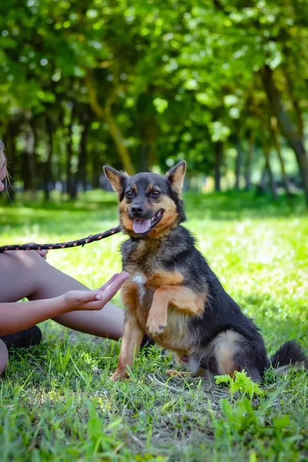 Pies do adopcji, Radom, 13 września 2024 (5/5)