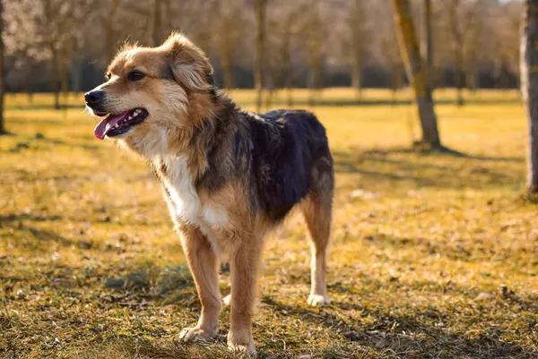 Pies do adopcji, Radom, 8 sierpnia 2025 (5/5)