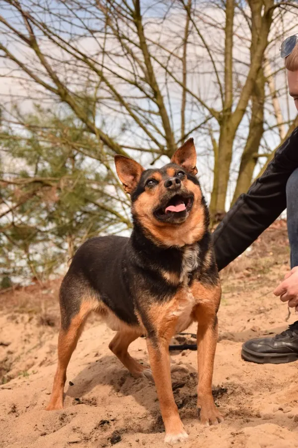 Pies do adopcji, Radom, 18 maja 2025 (2/5)