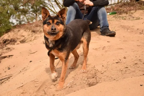 Pies do adopcji, Radom, 18 maja 2025 (5/5)