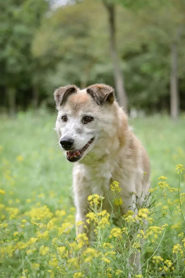 Pies do adopcji, Radom, 25 sierpnia 2025 (2/5)