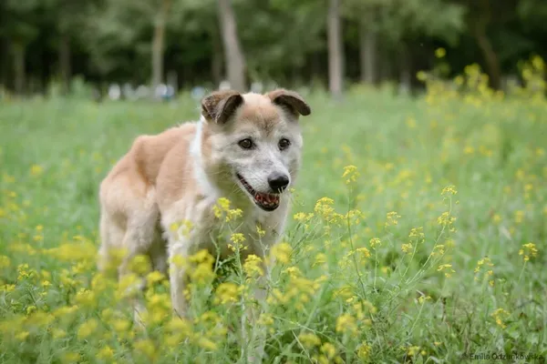 Pies do adopcji, Radom, 25 sierpnia 2025 (3/5)